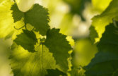 Feuille de vigne