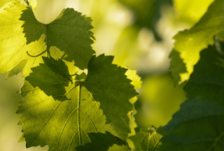 Feuille de vigne
