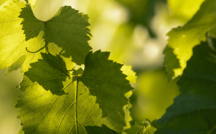Feuille de vigne