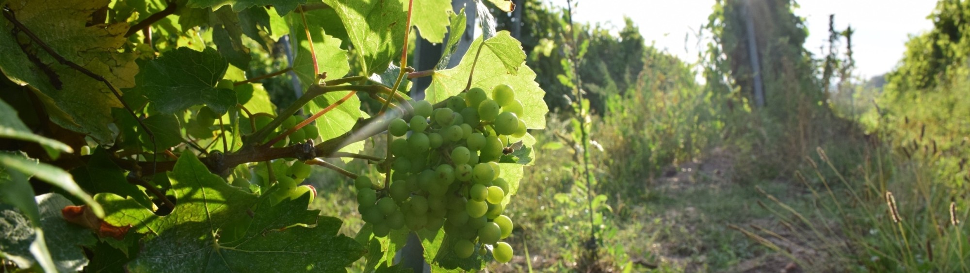 Autour du vin