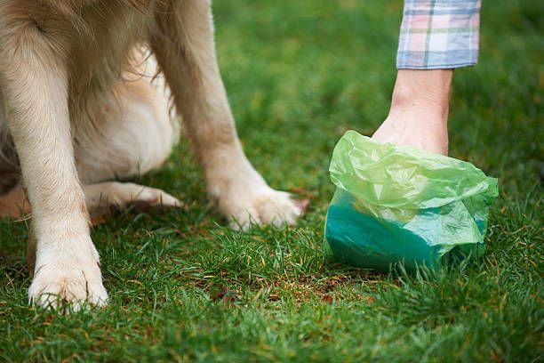Chien assis devant sachet contenant la déjection canine posé sur la pelouse