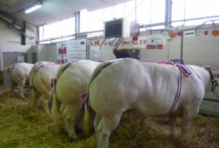 Enfilade dans une étable de bœufs décorés lors d'un concours