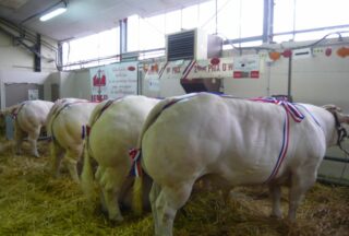 Enfilade dans une étable de bœufs décorés lors d'un concours