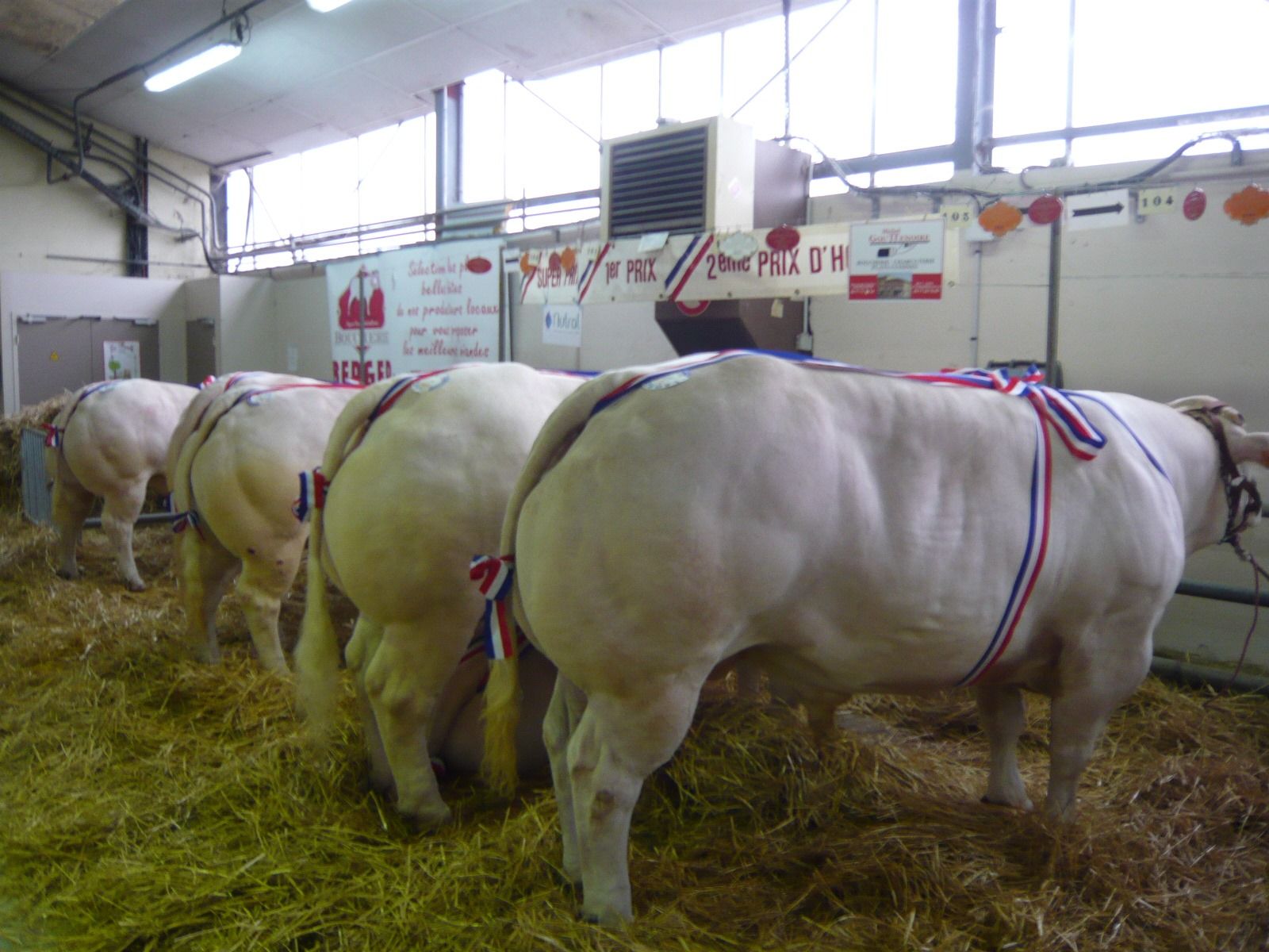 Foire concours – Exposition bovins charolais