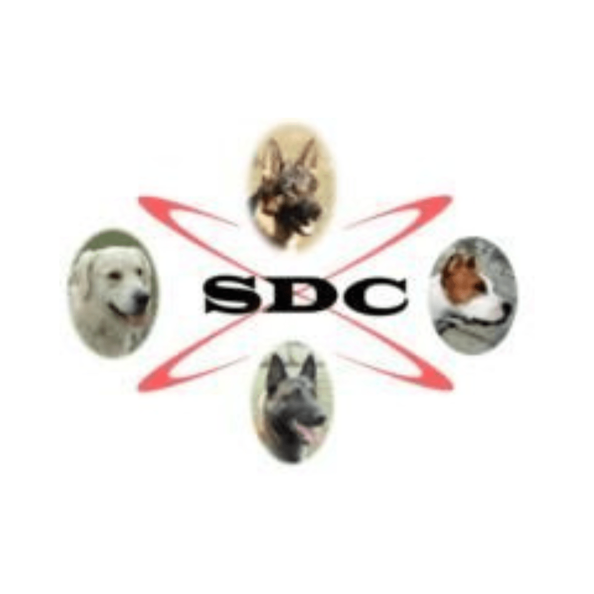 Sport et dressage canin Saint-Pourcinois