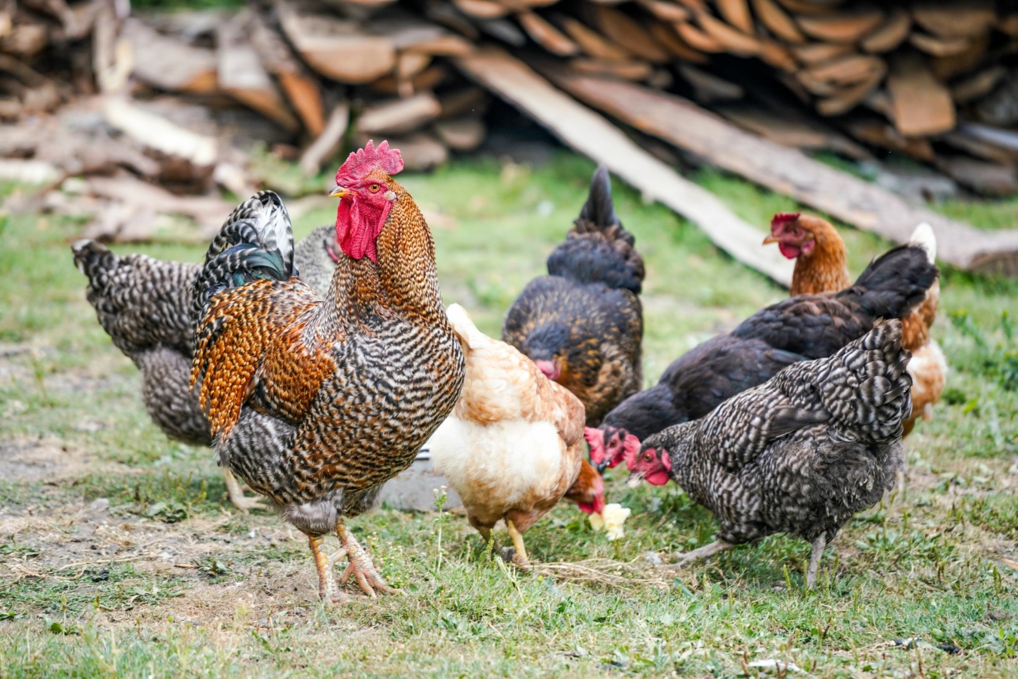 Exposition – Vente régionale d’aviculture